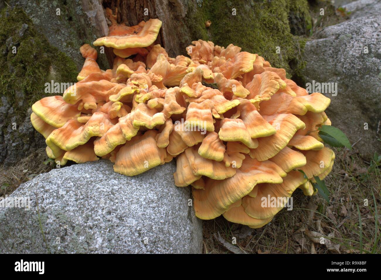 Huhn in den Wäldern wachsen Neben einem alten Baumstumpf und ein Rock Stockfoto