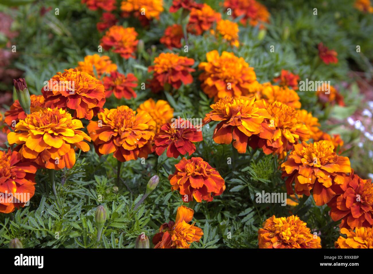 Orange und Burgund Ringelblumen blühen in der Sonne Stockfoto