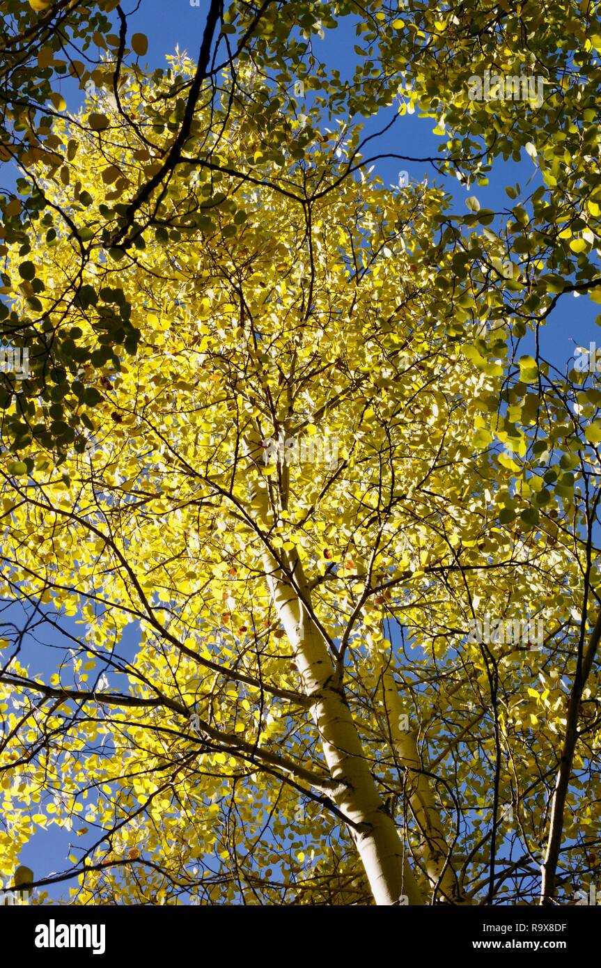 Espen im Herbst gegen den blauen Himmel Stockfoto