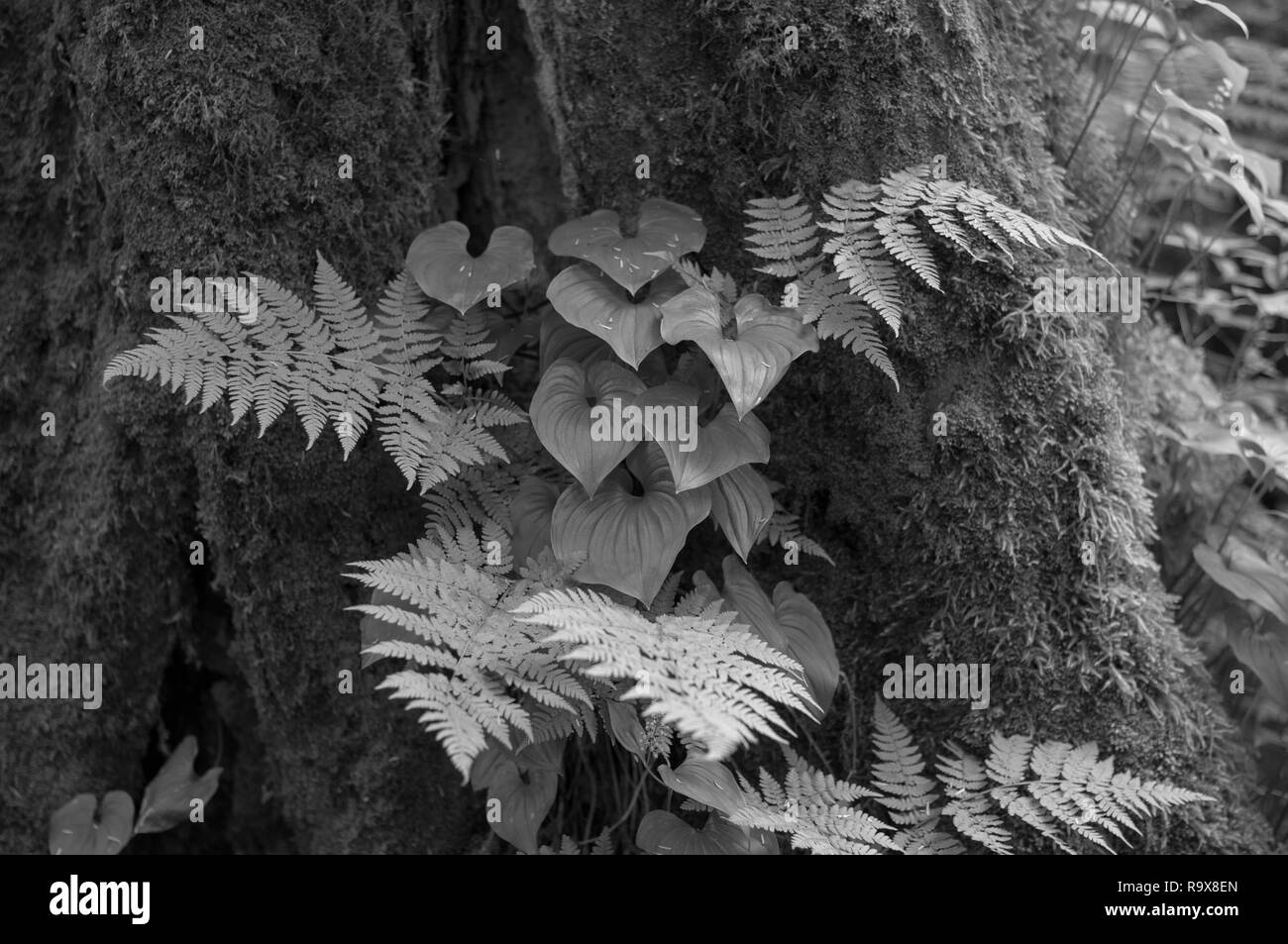 Alaska Blüten in Schwarz und Weiß Stockfoto