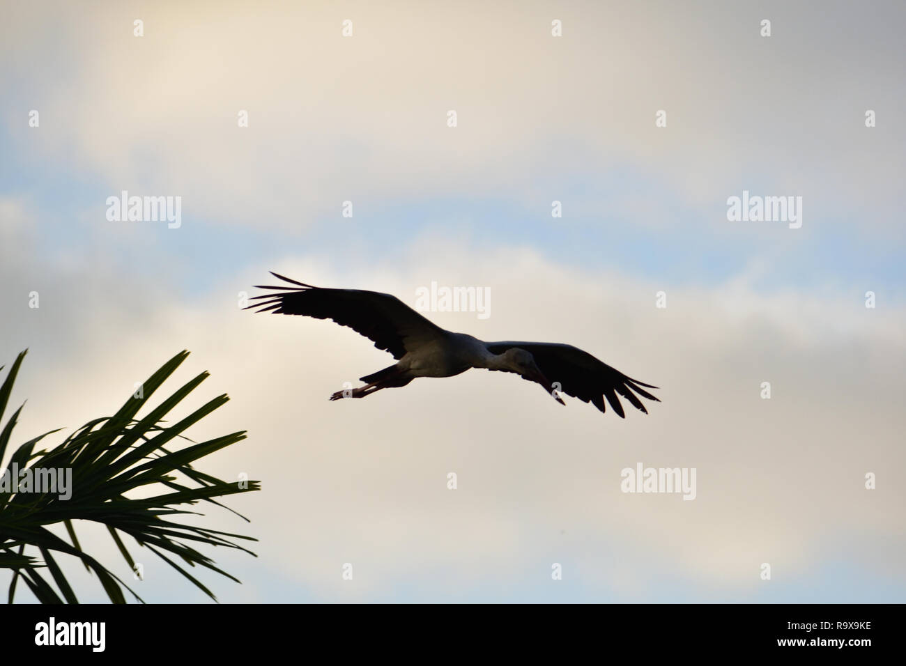 Weißstorch fliegen in den Himmel mit seinen ausgebreiteten Flügeln Stockfoto