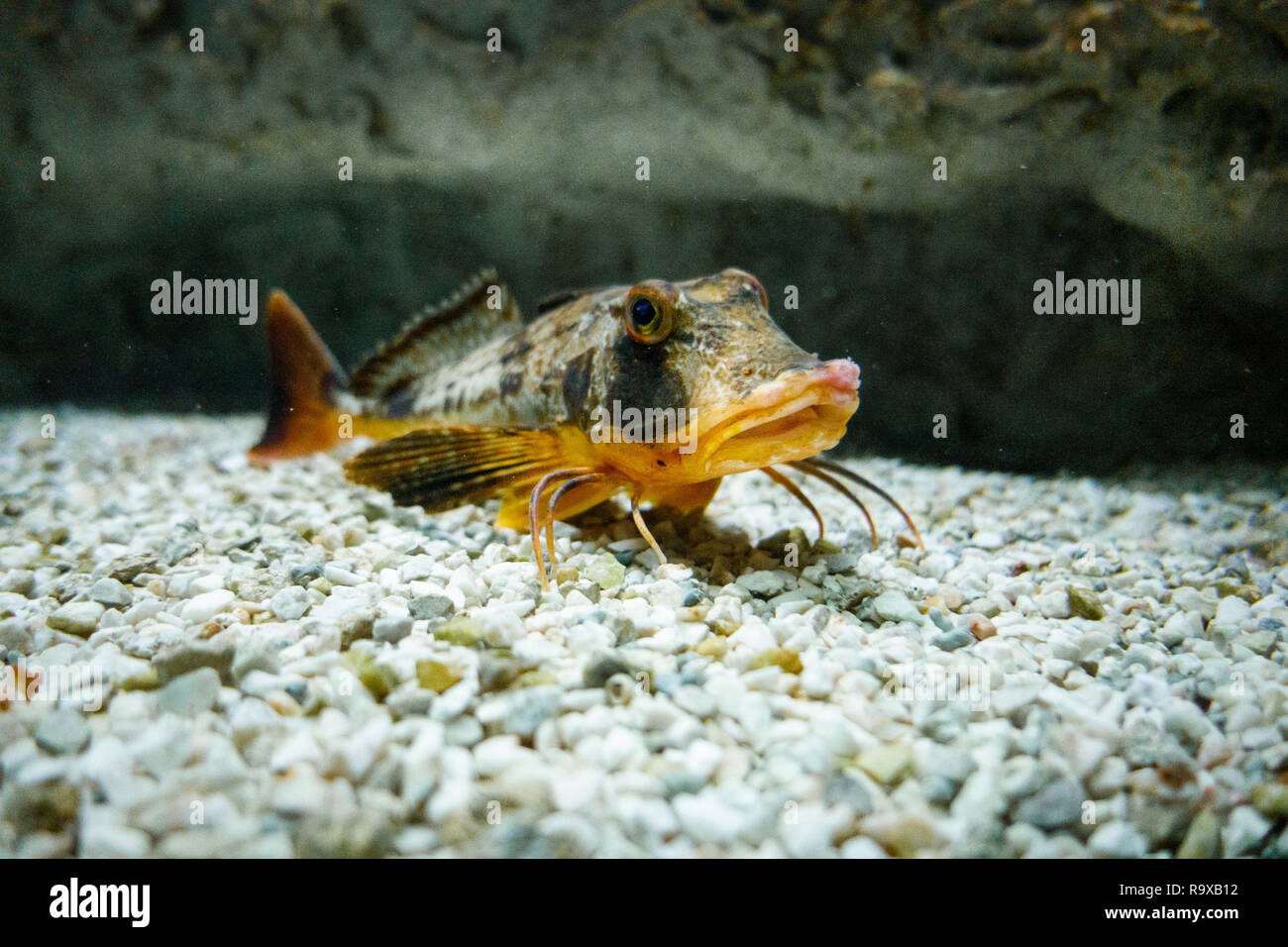 Ein Fisch auf Meeresboden aus Kieselsteinen Kreta Griechenland Europa Stockfoto