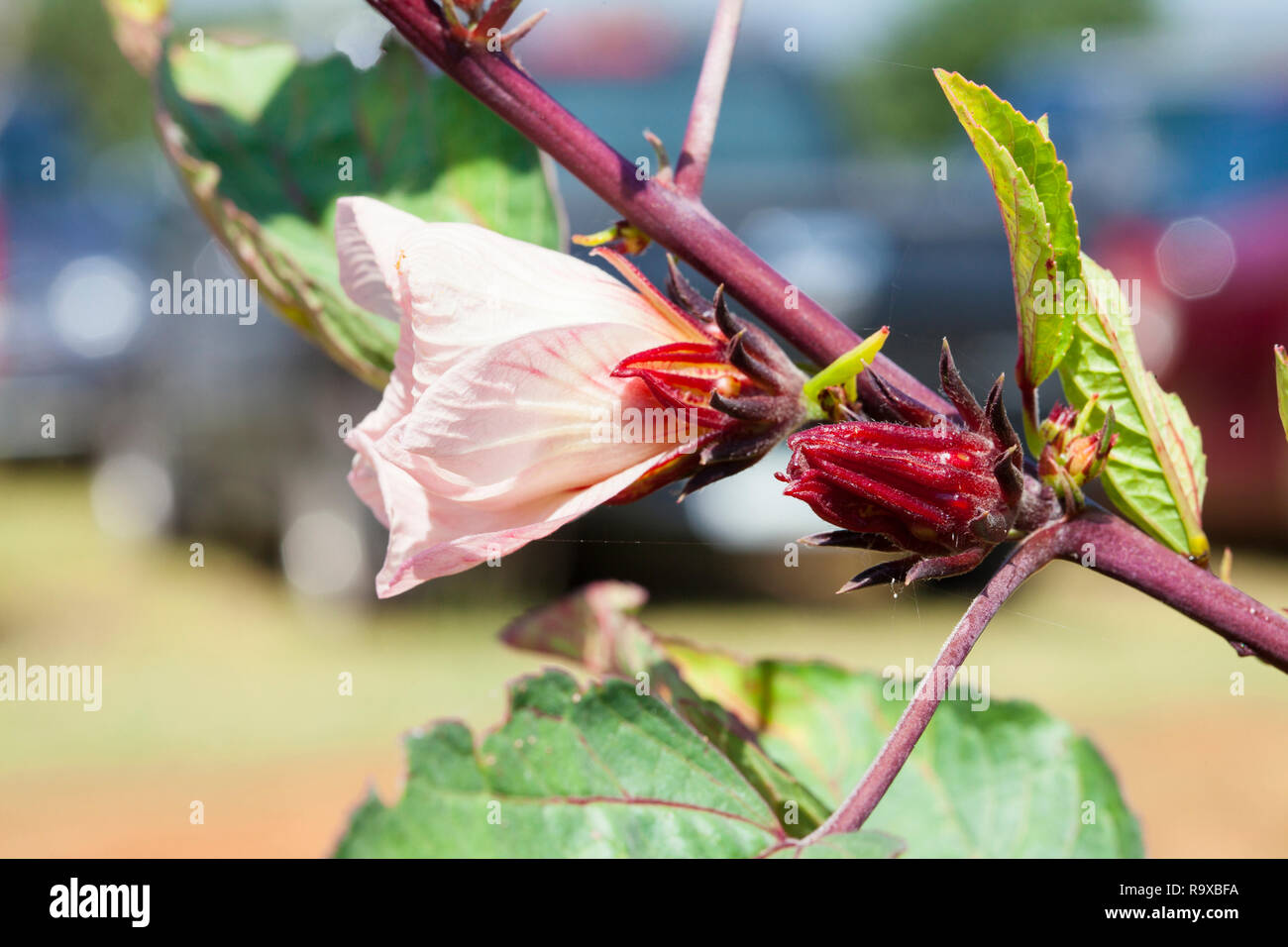 Roselle kann zu Roselle (Anlage) eine Art der Hibiskus (Hibiscus  sabdariffa) ein Getränk aus, dass die Pflanze gemacht Siehe auch 'Hibiskus  Tee' Stockfotografie - Alamy