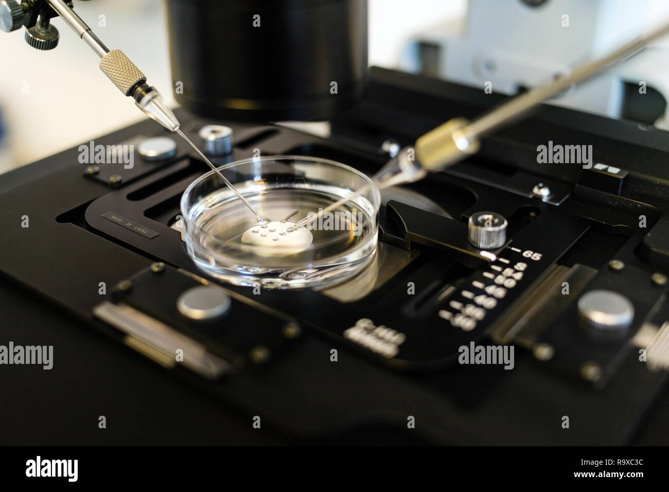 22.02.2018, Berlin, Deutschland - kuenstliche Befruchtung / der ICSI-Methode (intrazytoplasmatische Injektion Spermien) unter dem Mikroskop. Das Sp Stockfoto