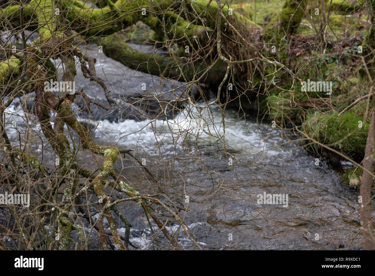 Devon, UK. Bach, Bach im Winter Stockfoto Devon, UK. Bach, Bach im Winter Stockfoto