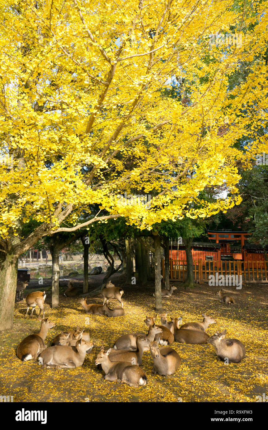 Naras Hirsch mit Herbstblättern. Dieser Park ist die Heimat von Hunderten von Frei roaming Hirsche. Stockfoto