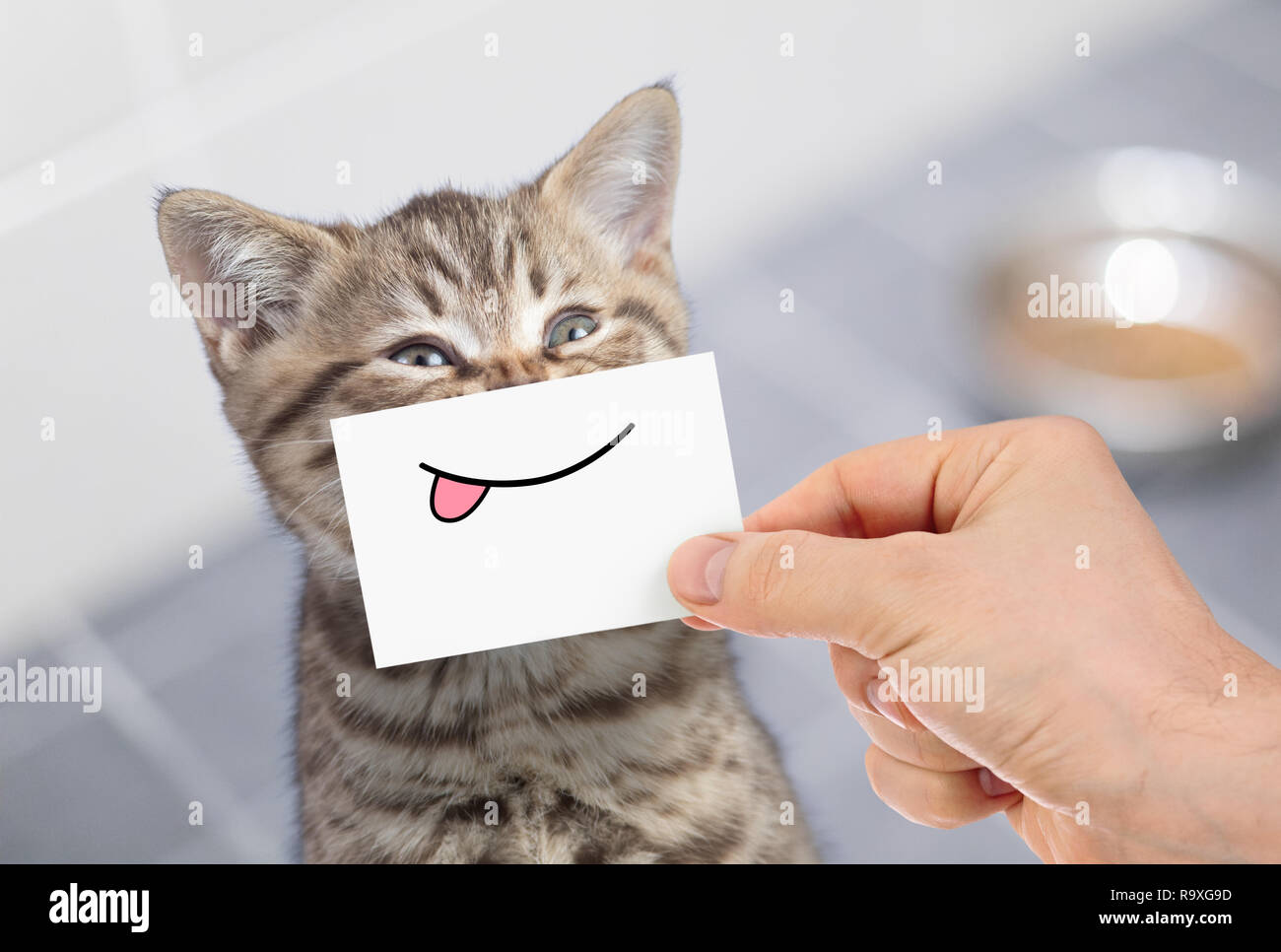 Lustige Katze mit Lächeln auf den Lippen und Zunge auf Karton Stockfoto