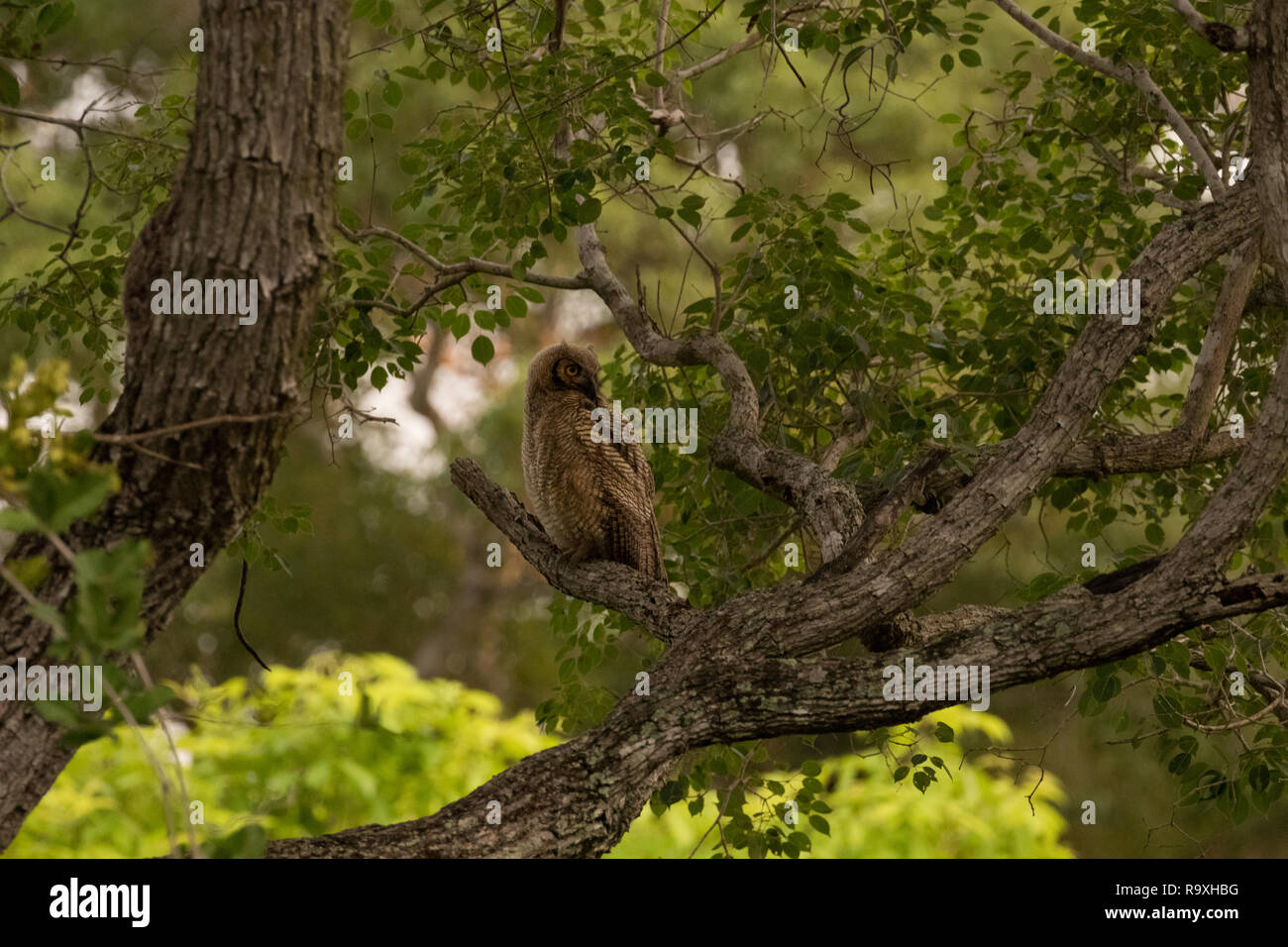 Südamerikanische great horned Owl im Pantanal Stockfoto