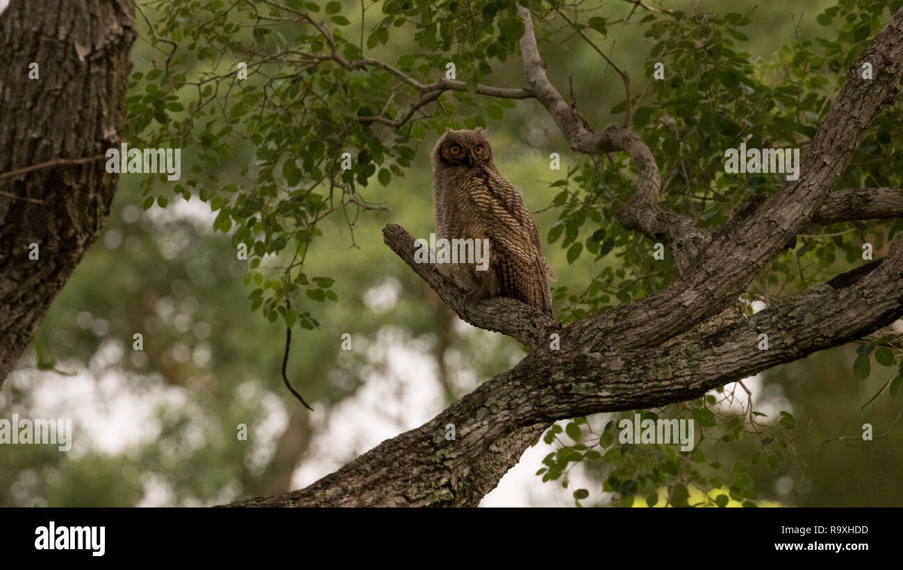 Südamerikanische great horned Owl im Pantanal Stockfoto