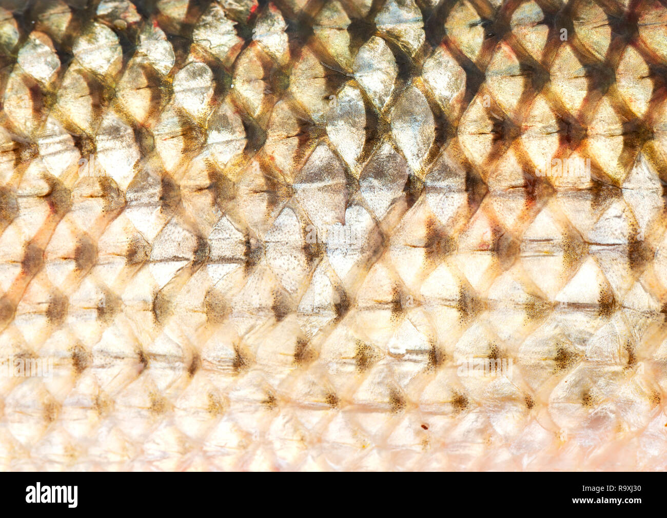 Hintergrund von frischem Fisch schuppen Nahaufnahme Stockfoto