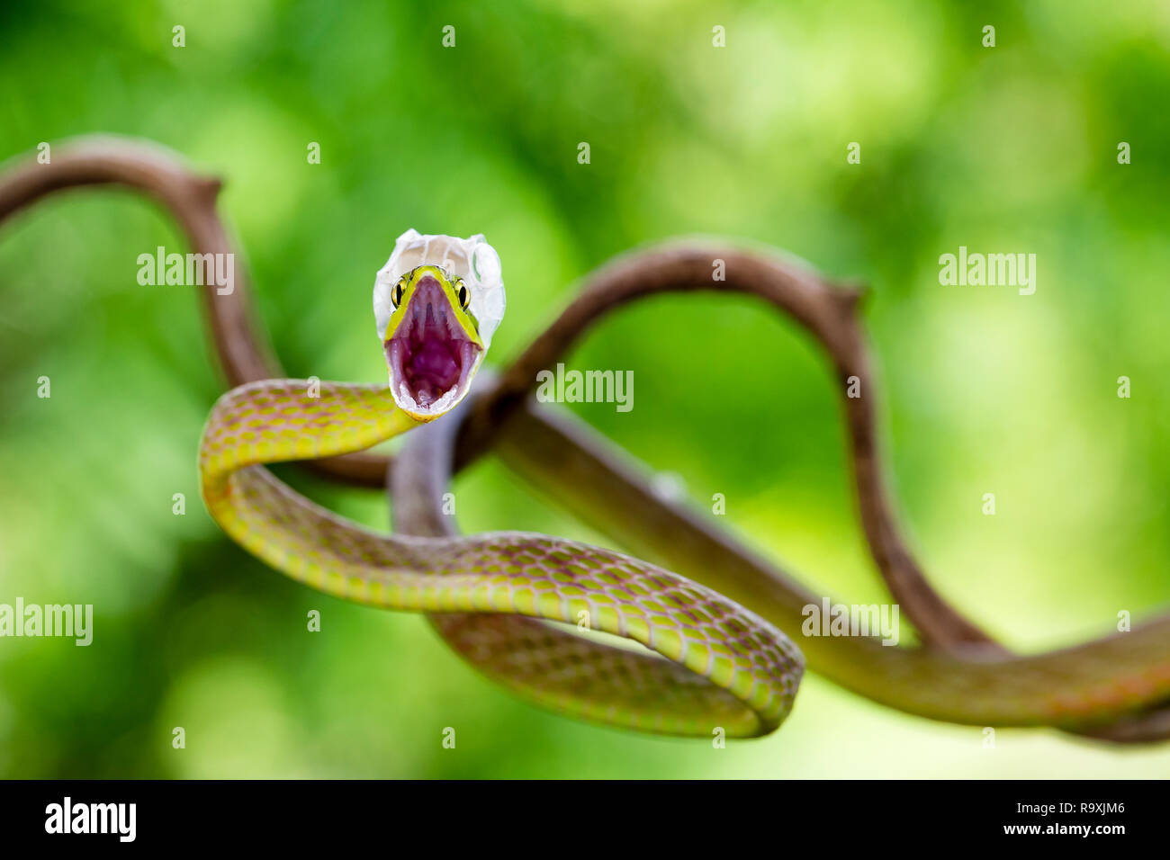 Kurze Nase Weinstock Schlange in Arenal, Costa Rica Stockfoto