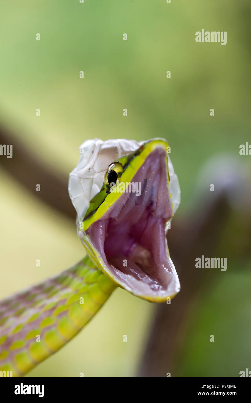 Kurze Nase Weinstock Schlange in Arenal, Costa Rica Stockfoto