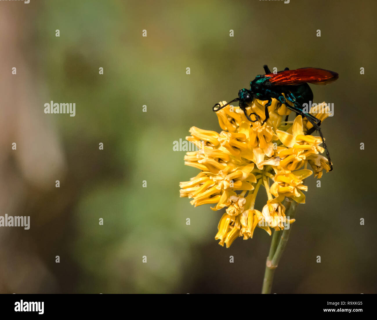 Tarantula Hawk thront auf einem helle gelbe Blume Stockfoto