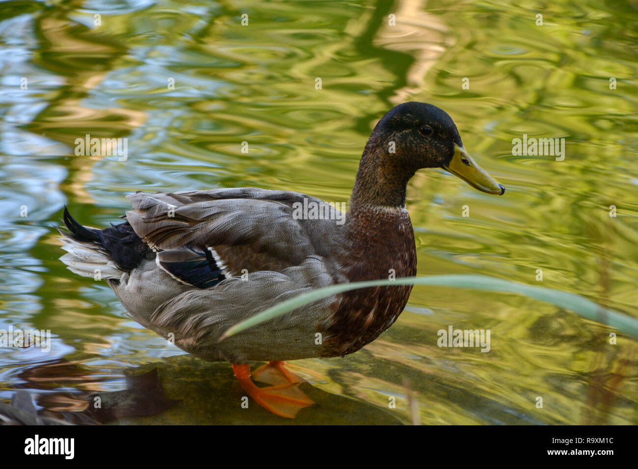 Die Ente Stockfoto