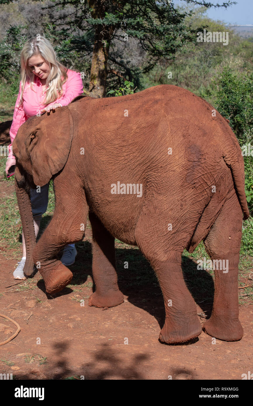 Ein Fotograf braucht Zeit, eines der Waisenkinder im Sheldrick Elefanten Waisenhaus in Nairobi in Kenia zu begrüßen Stockfoto