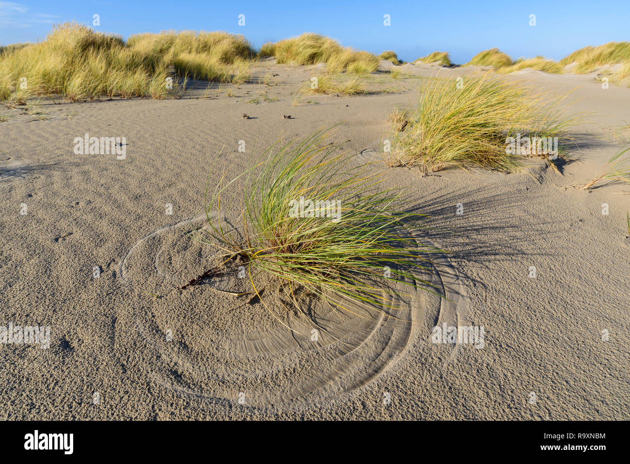 Windblown Muster in den Sand Dünen, Killinallan Punkt, Strand Traigh Baile Aonghais, Islay, Innere Hebriden, Argyll and Bute, Schottland Stockfoto