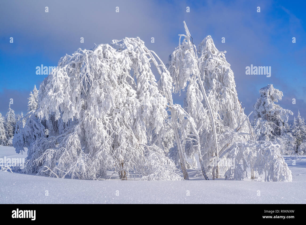 Winter im Sauerland Winterberg, Deutschland Stockfoto