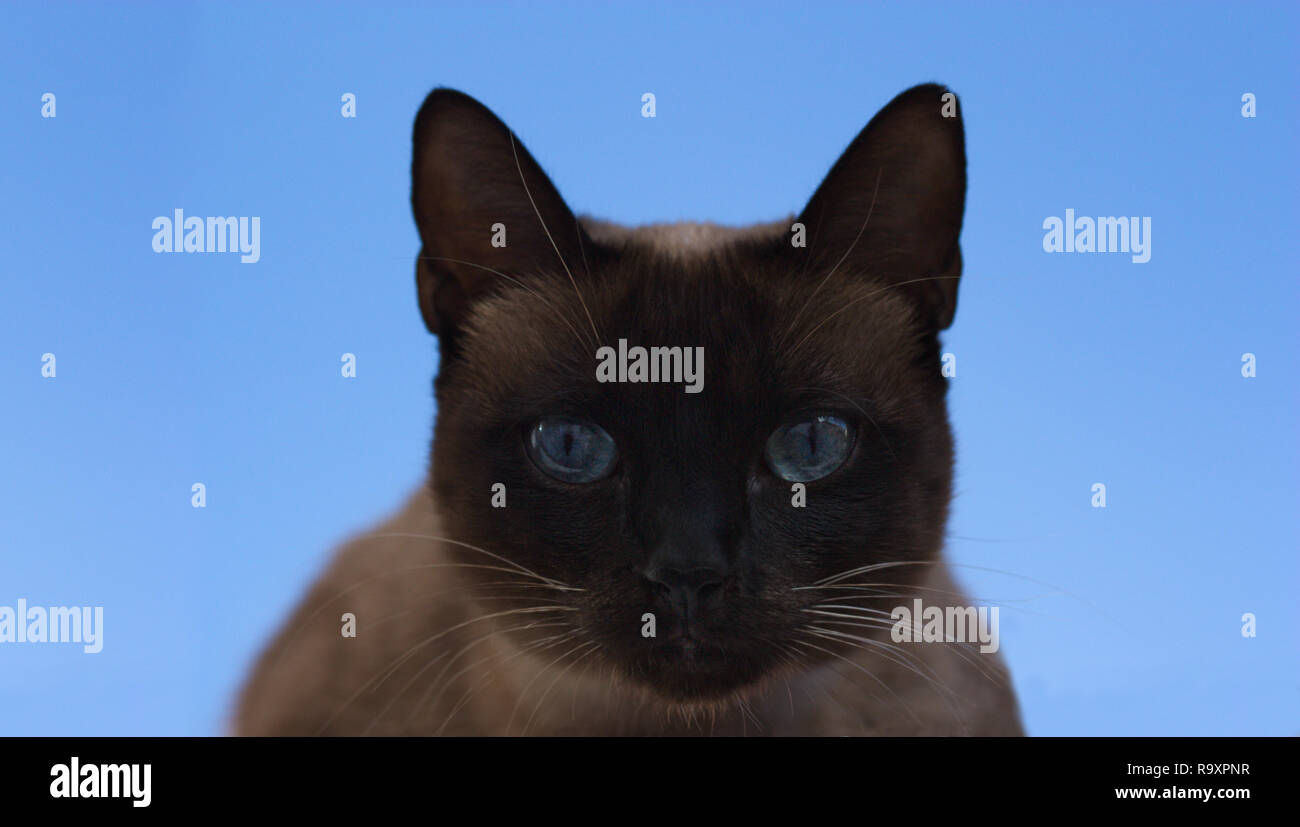 Nahaufnahme Einer Braunen Siamkatze Rasse Katze Mit Blauen