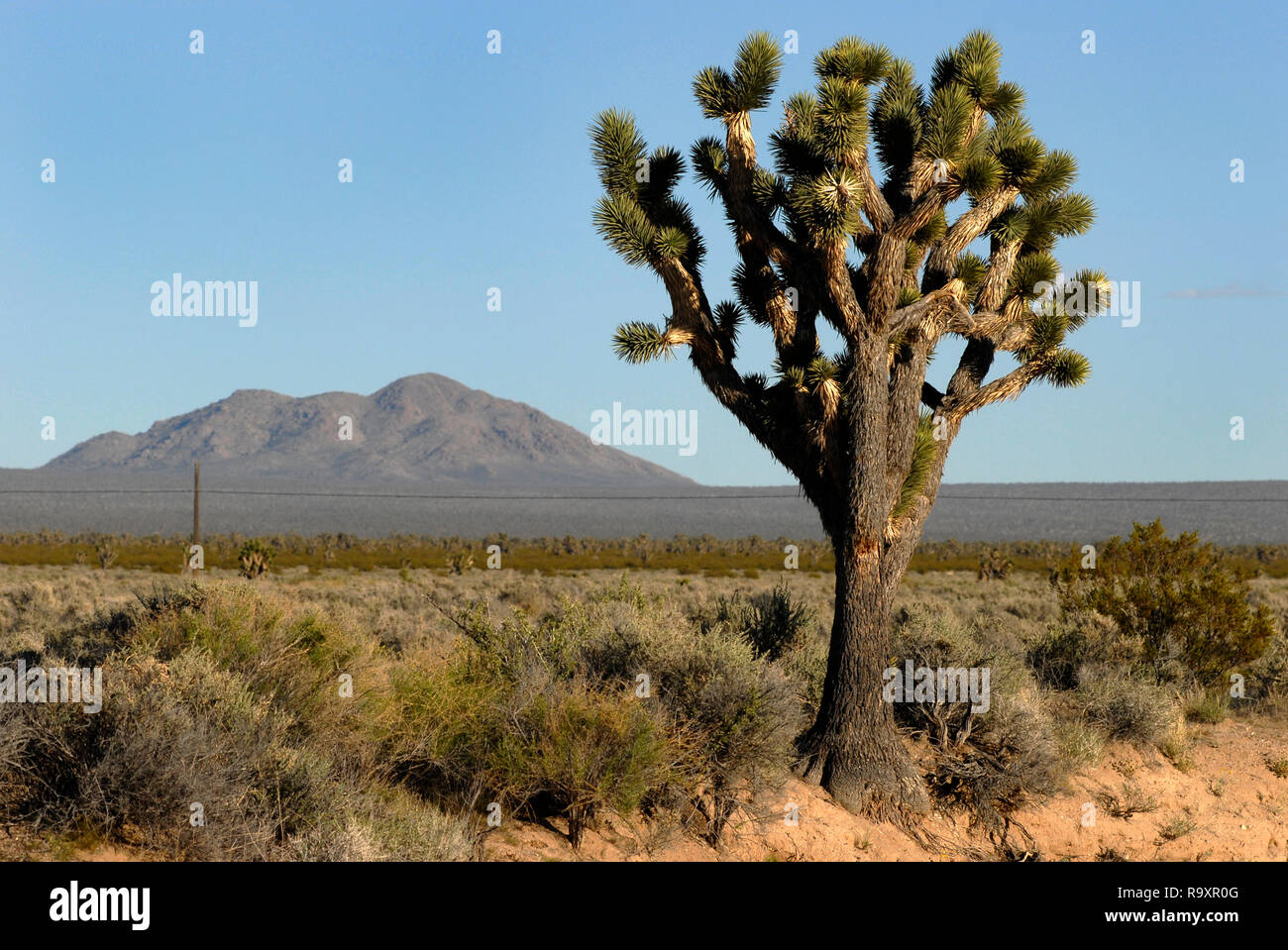 Ein Joshua Tree und Berge sind abgebildet auf der Interstate 15 in der Mojave-wüste in San Bernardino County, Kalifornien, in der Nähe der Grenze zu Nevada. Stockfoto