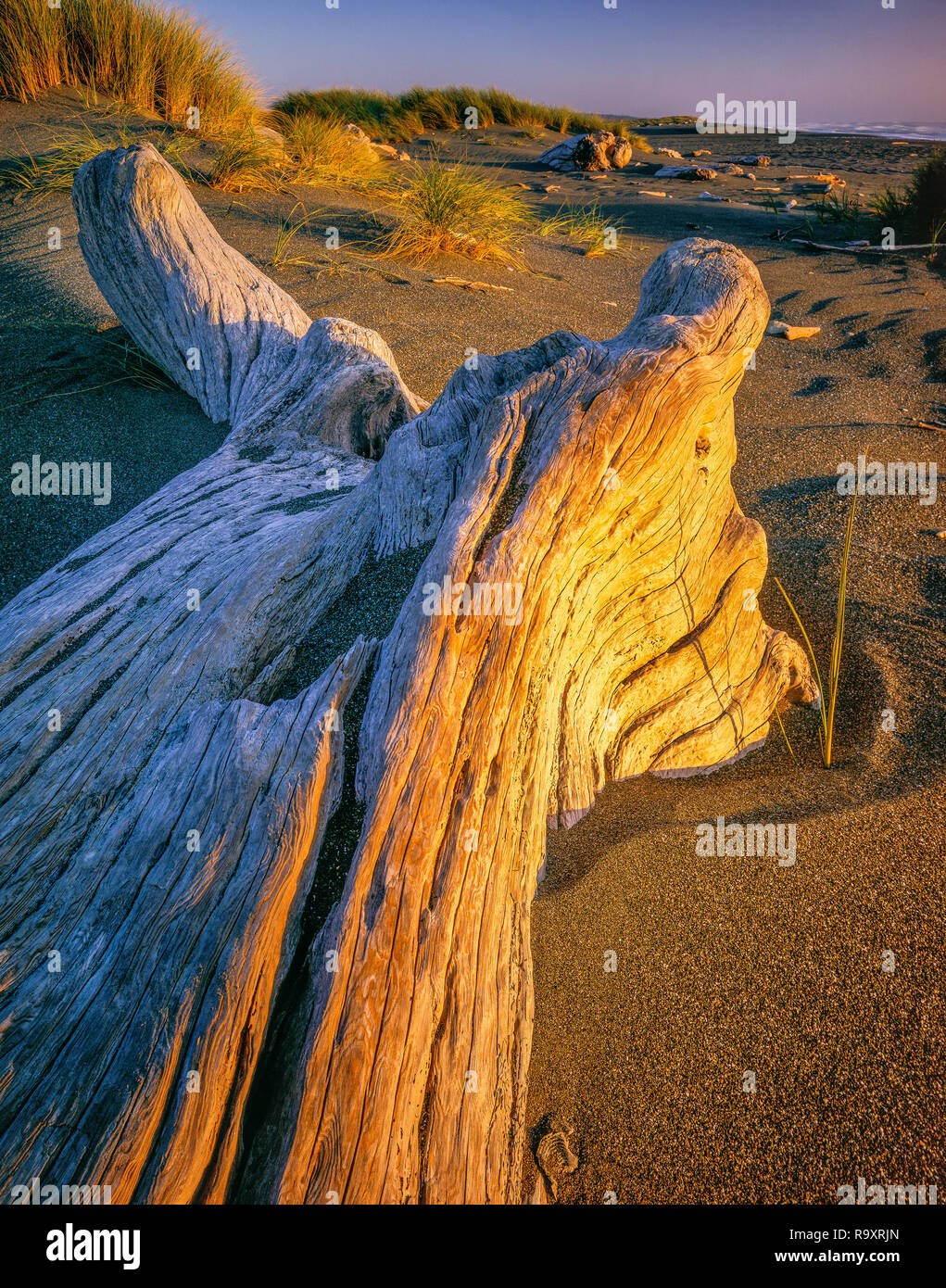 Sonnenuntergang, Treibholz, Tolowa Dunes State Park, Del Norte County, Kalifornien Stockfoto