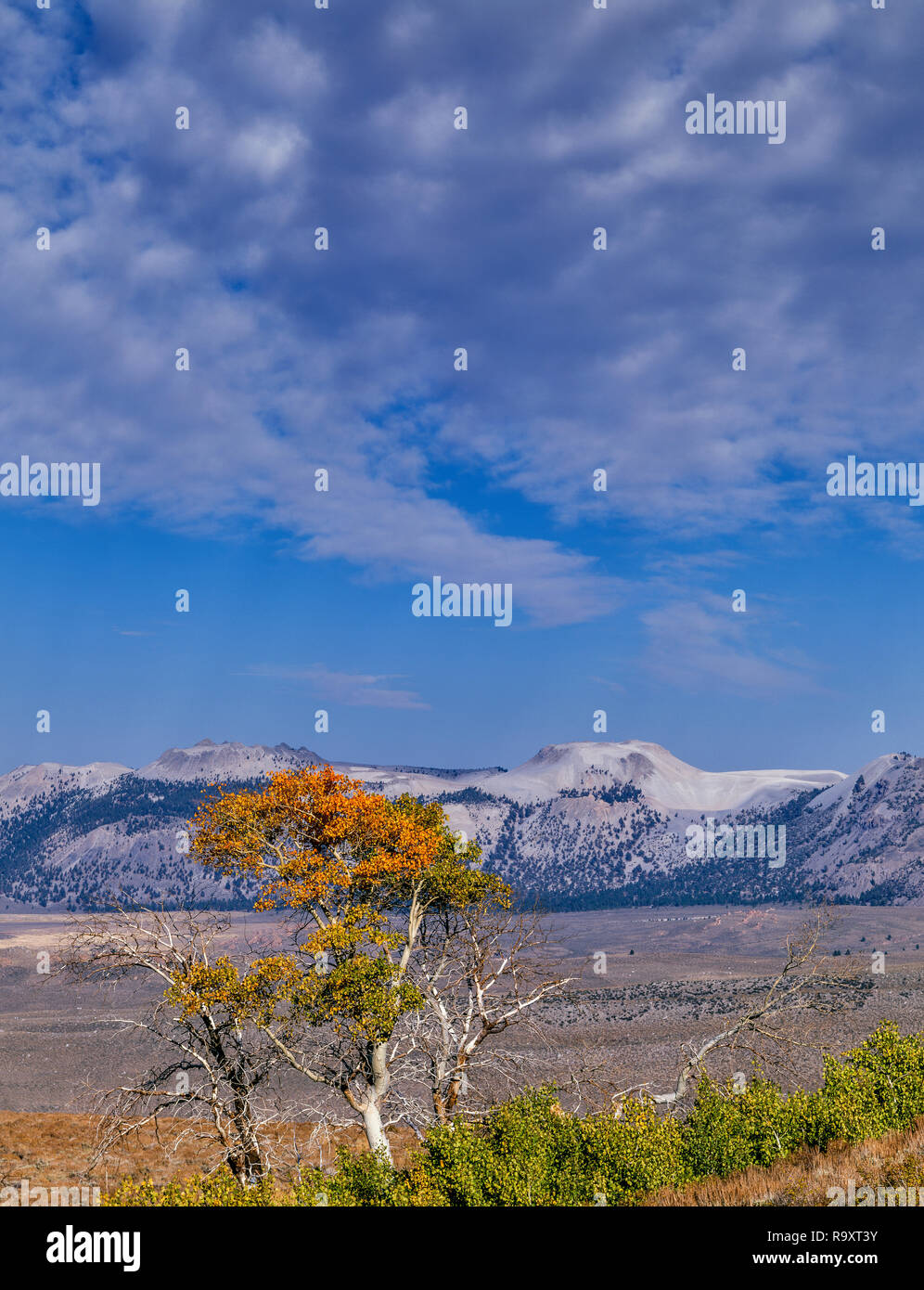 Aspen, Mono Krater, Mono Basin National Forest Scenic Area, Inyo National Forest, Kalifornien Stockfoto