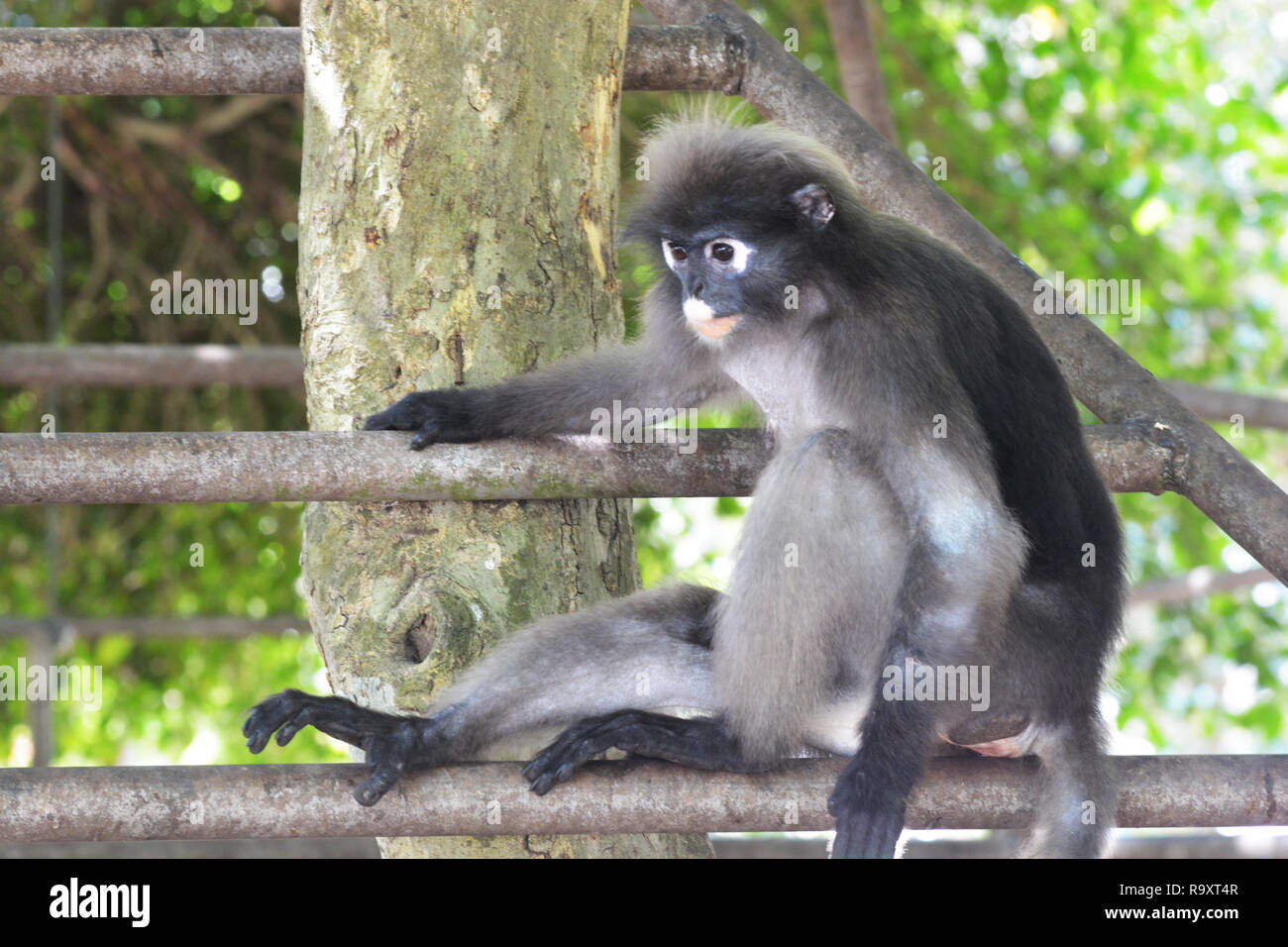 Dusky Blatt monkey (Trachypithec uns Obscurus) Stockfoto