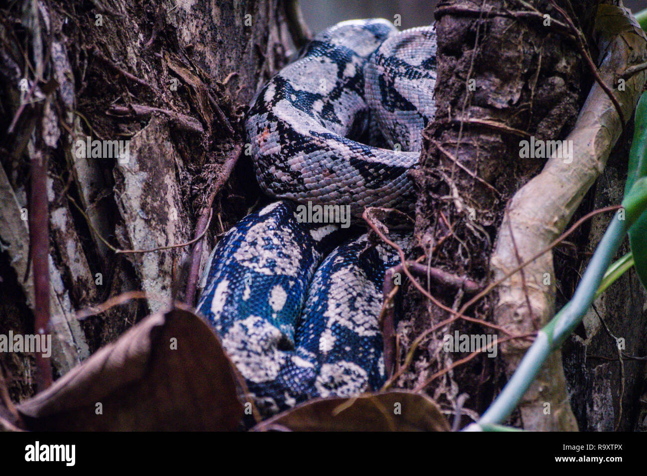 Boa Constrictor im Dschungel auf der Insel Cozumel, Mexiko Stockfoto