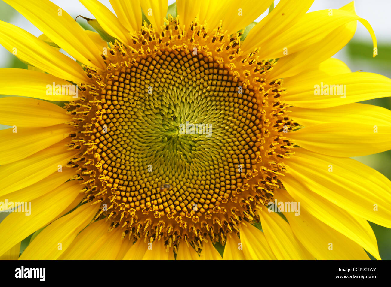 eine schöne Sonnenblume in einem Feld in Nahaufnahme Stockfoto
