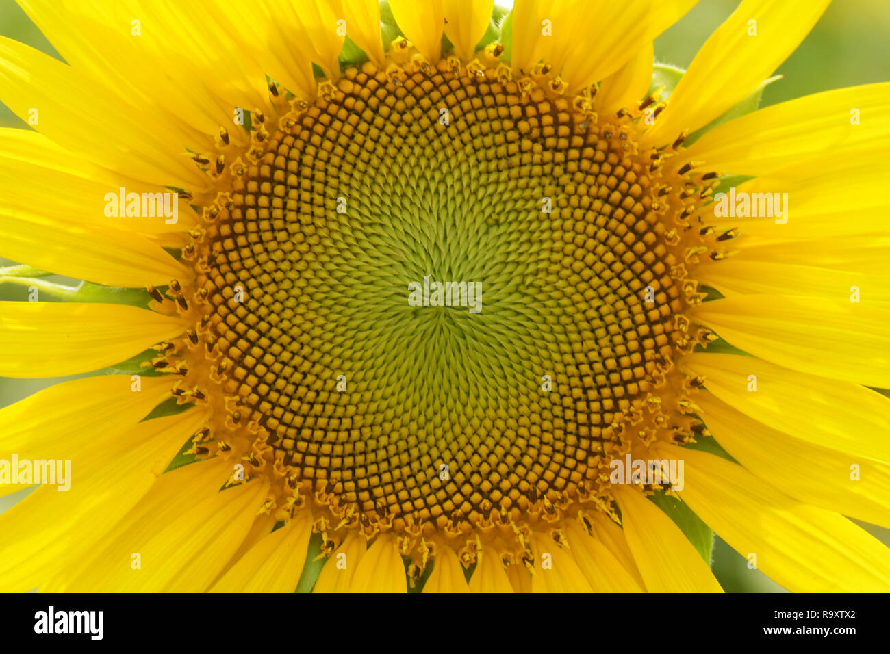 eine schöne Sonnenblume in einem Feld in Nahaufnahme Stockfoto