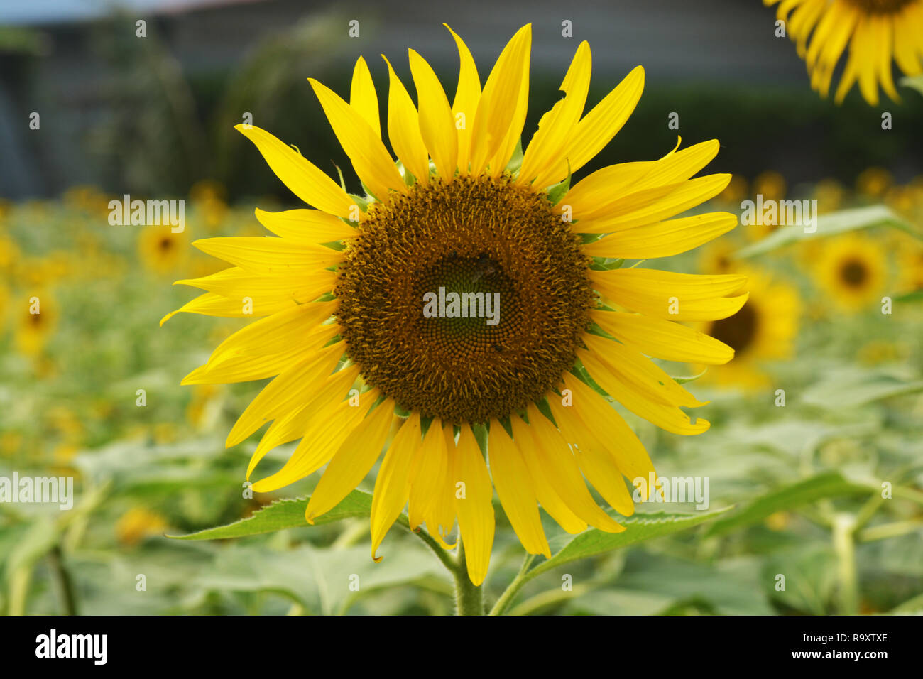 eine schöne Sonnenblume in einem Feld in Nahaufnahme Stockfoto