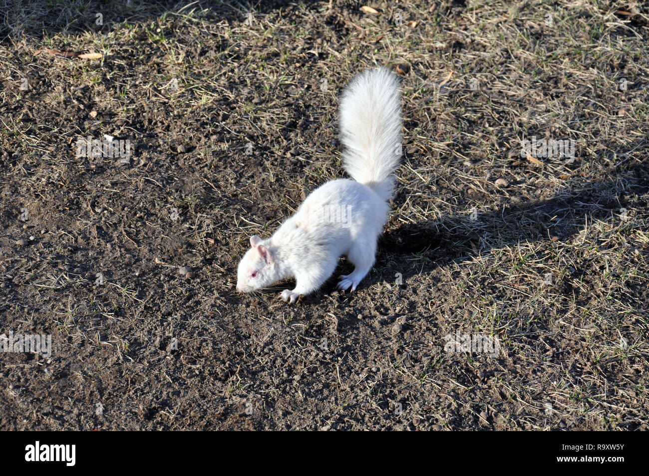 Albino Eichhörnchen auf dem Gelände der National Mall in der Nähe des Smithsonian Institut in Washington DC Stockfoto