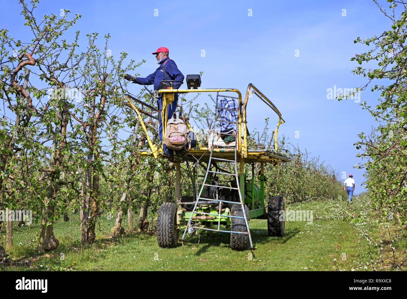 Migrantische Arbeiter/Gastarbeiter clipping Obstbäume mit elektrischen Gartenschere in Apple Orchard im Frühjahr Stockfoto