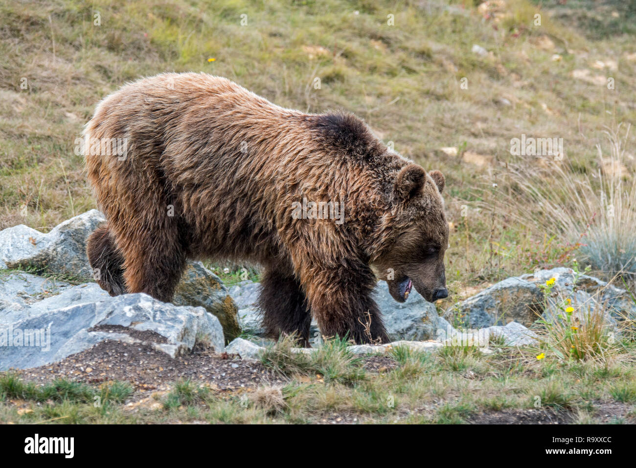 Europäische Braunbär (Ursus arctos arctos) nahrungssuche unter den Felsen am Berghang in den Pyrenäen Stockfoto