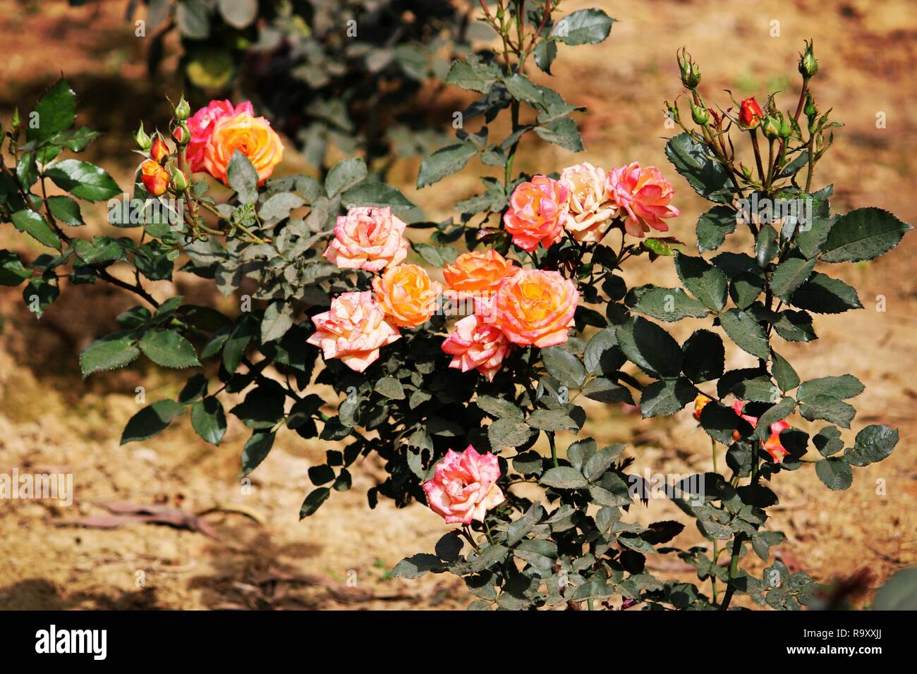 Bündel der schönen bunten Rosen Bild von Kamera Canon 1500 d Stockfoto