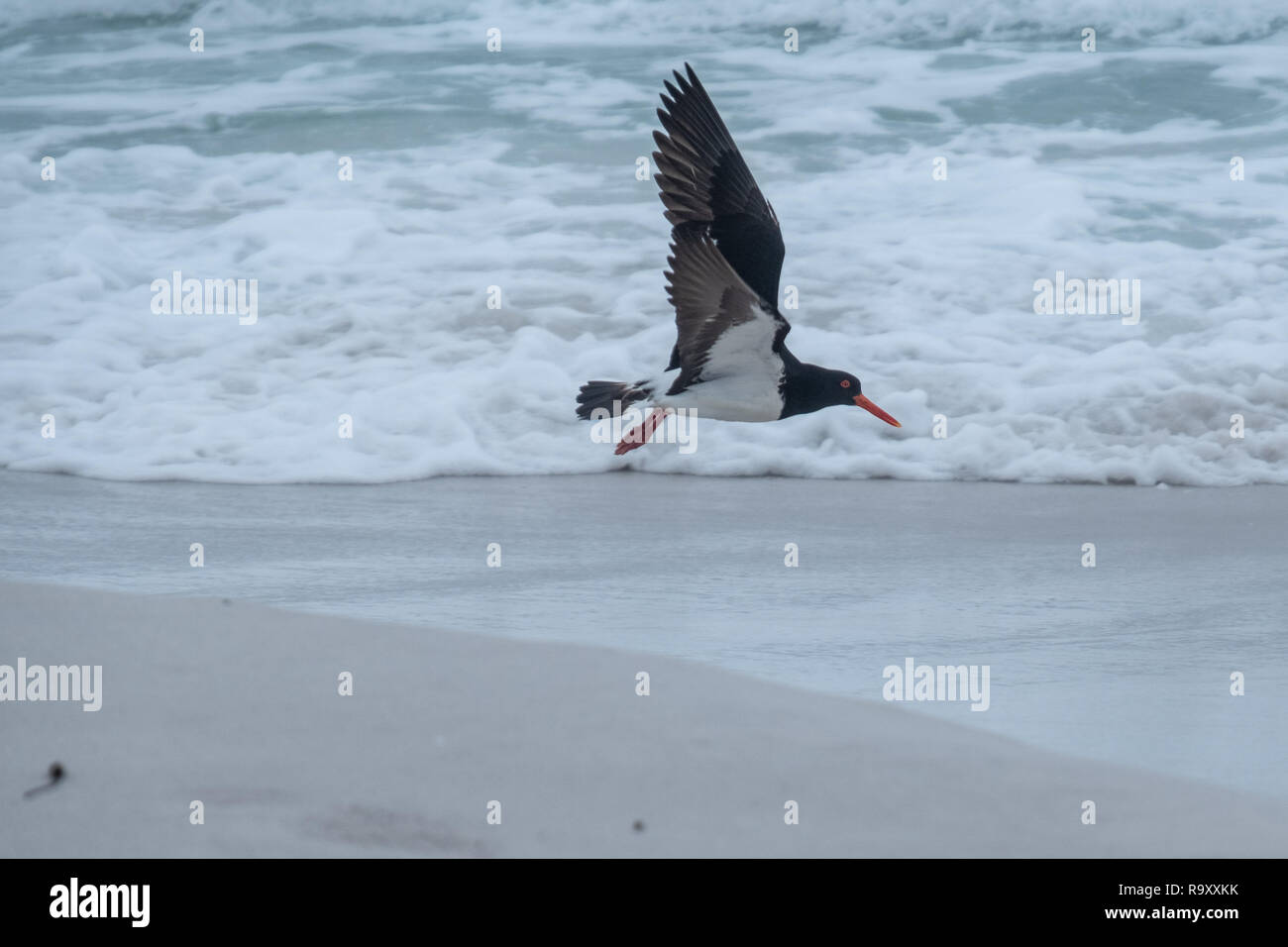 Pied Austernfischer (Haematopus longirostris) Fliegen am Strand im Freycinet National Park, Tasmanien Stockfoto