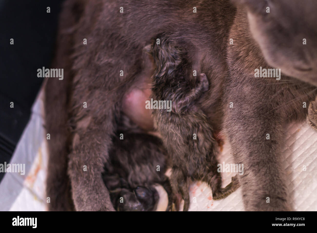 Neugeborenen Jungtiere ernähren sich von Milch von ihrer Mutter. Britisch Kurzhaar. an der Tierärztlichen Klinik Stockfoto