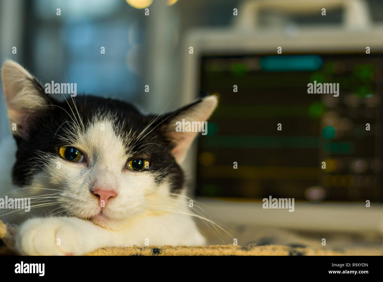 Narkotisierte erwachsene Katze und offenen Augen, Monitor auf Hintergrund Stockfoto