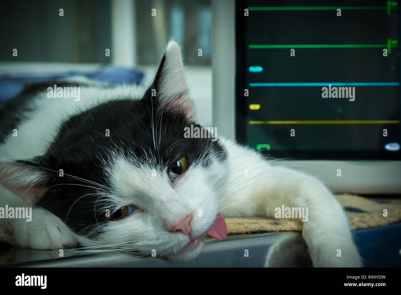 Narkotisierte erwachsene Katze und offenen Augen, Monitor auf Hintergrund Stockfoto