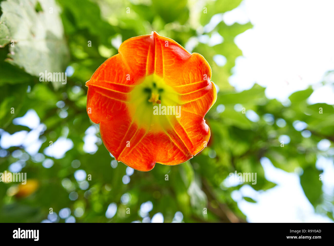 Blume Brugmansia sanguinea Engel trompeten Common Name Stockfoto