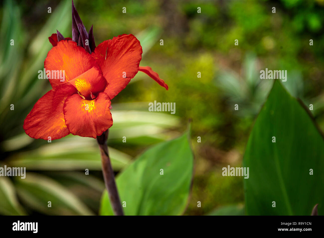 Blühende Pflanze in Mittelamerika. Stockfoto