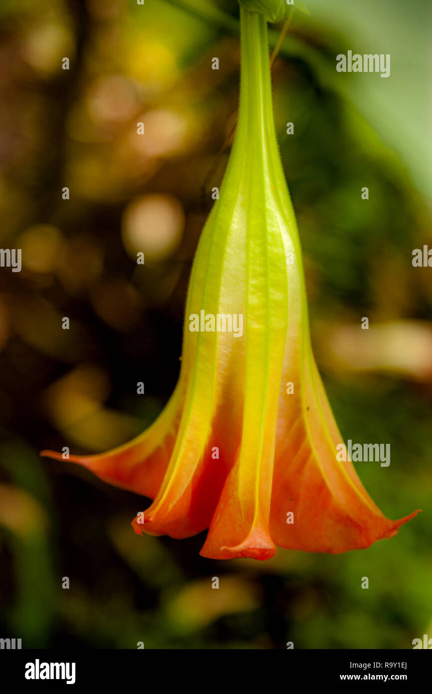 Engel Trompete Blume blüht in Costa Rica Stockfoto