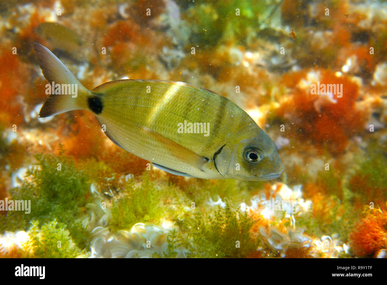 Diplodus Sargus Fisch unterwasser Mittelmeer in Spanien weiss Goldbrasse lebendig Stockfoto