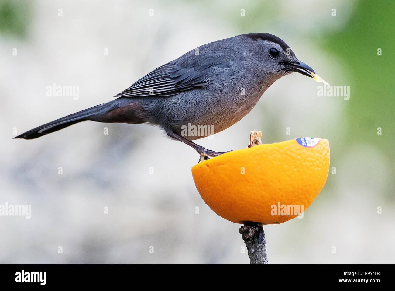 Grau catbird Fütterung auf orange Frucht Stockfoto