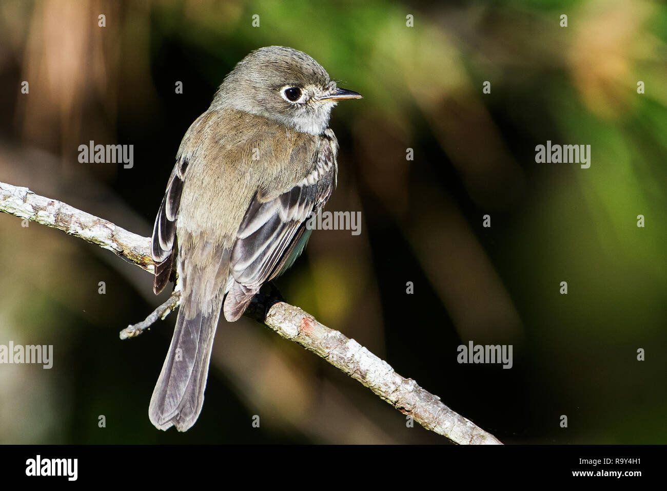 Mindestens schopftyrann im Frühjahr songbird Migration, Stockfoto