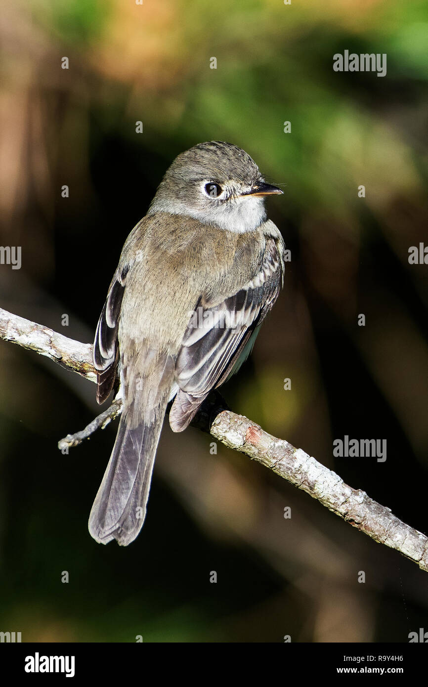 Mindestens schopftyrann im Frühjahr songbird Migration, Stockfoto
