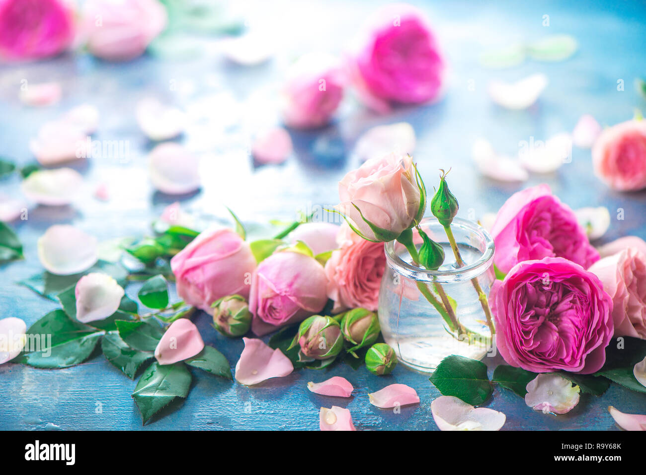Rosa pfingstrosen Rosen, Blüten und Blätter auf einem nassen regnerischen Hintergrund im Morgenlicht. Feder Header mit Kopie Raum Stockfoto