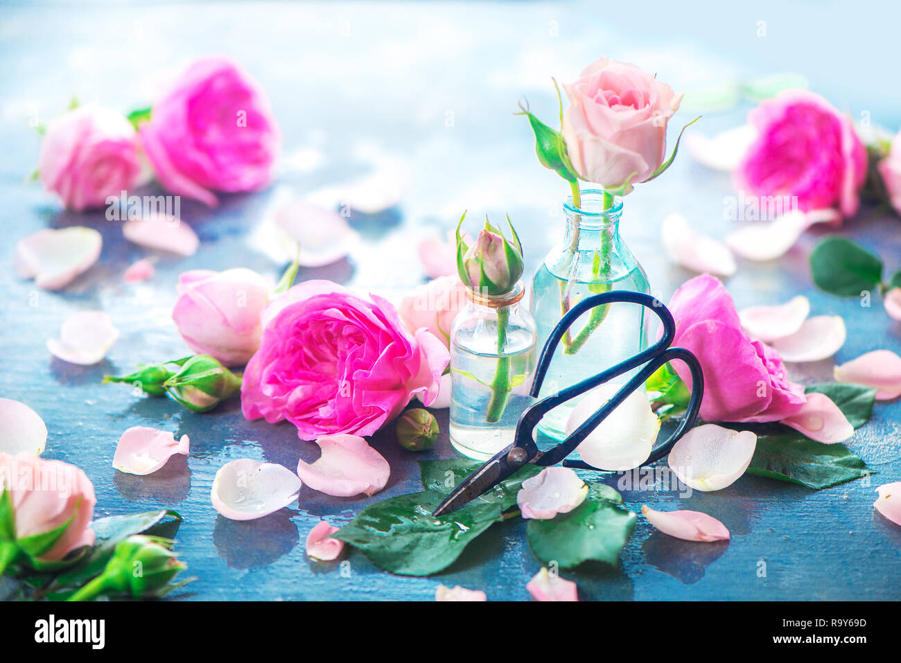 Rosa Rosen in kleinen Glasflaschen mit Chinesischen Garten Schere auf einen neutralen grauen Hintergrund mit kopieren. Frühling im Garten arbeiten Konzept Stockfoto