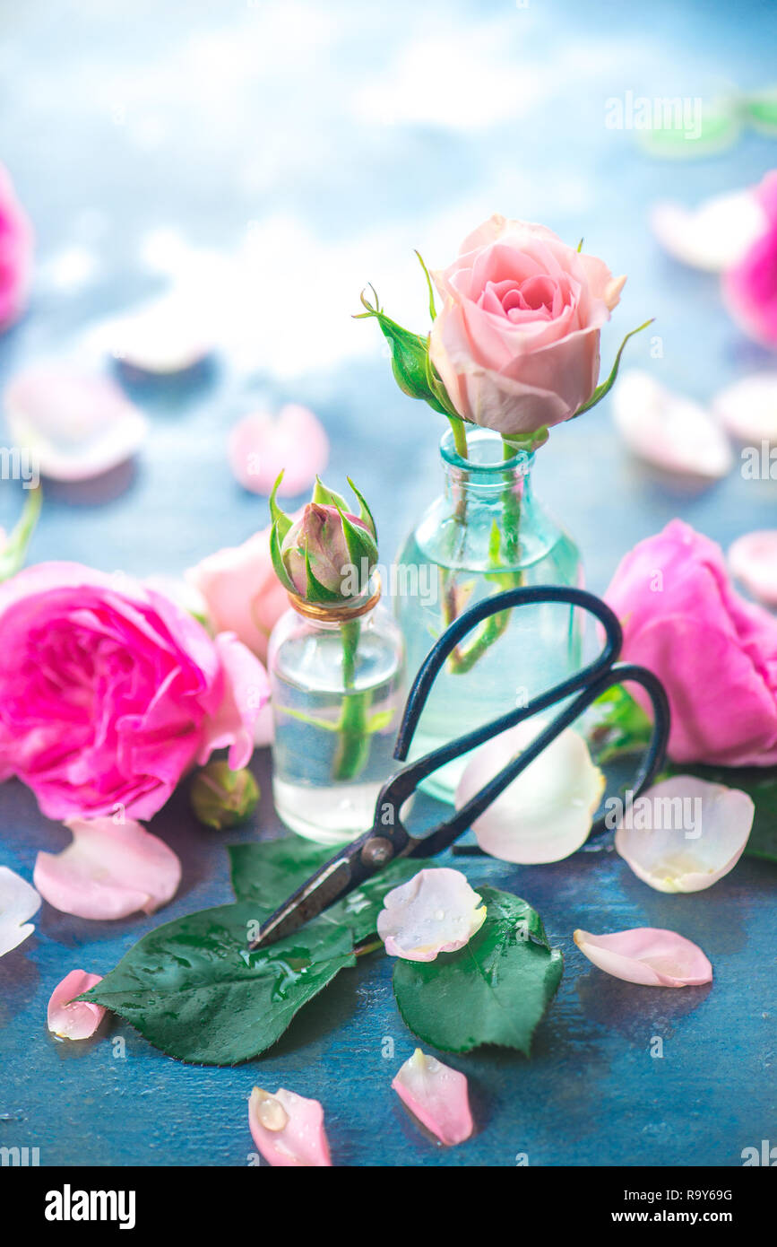 Rosa Rosen in kleinen Glasflaschen mit Chinesischen Garten Schere auf einen neutralen grauen Hintergrund mit kopieren. Frühling im Garten arbeiten Konzept Stockfoto