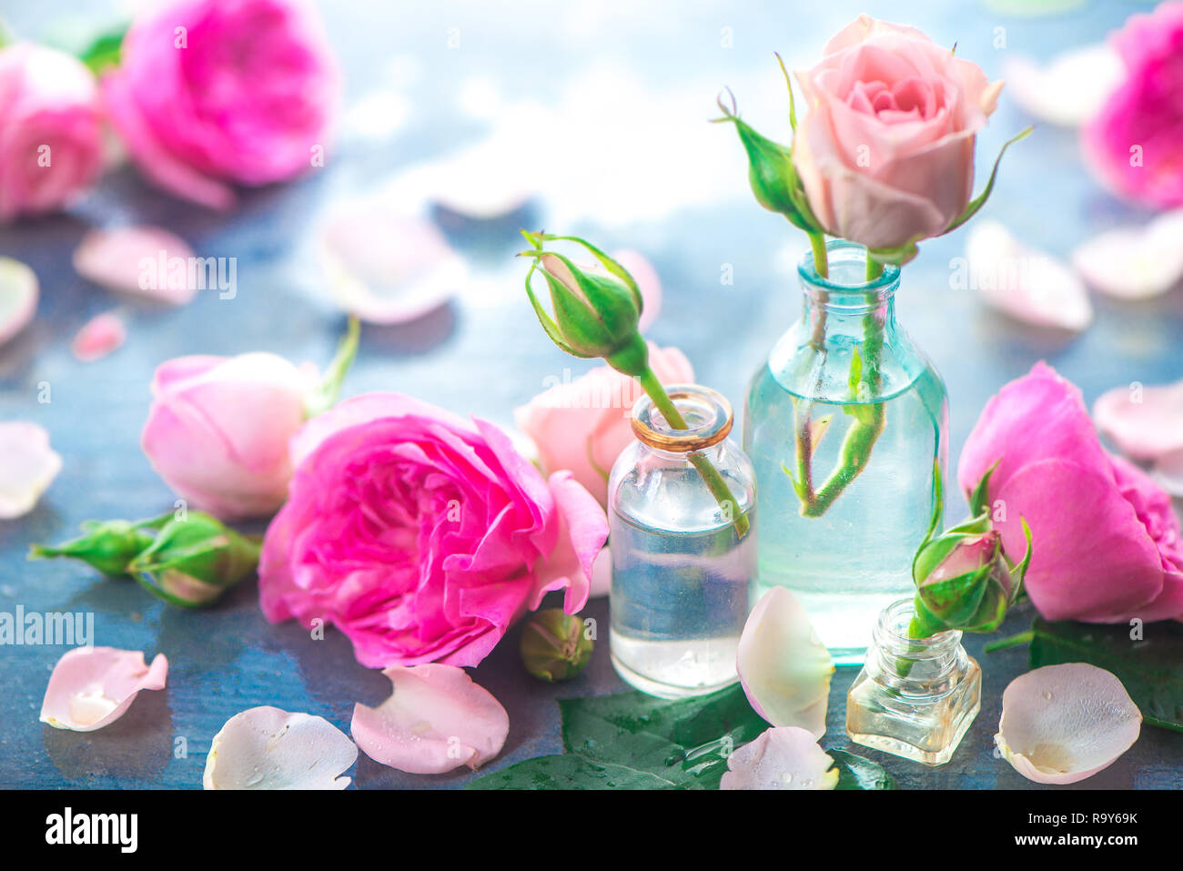 Rosa pfingstrosen Rosen, Blüten und Blätter auf einem nassen regnerischen Hintergrund im Morgenlicht. Feder Header mit Kopie Raum Stockfoto