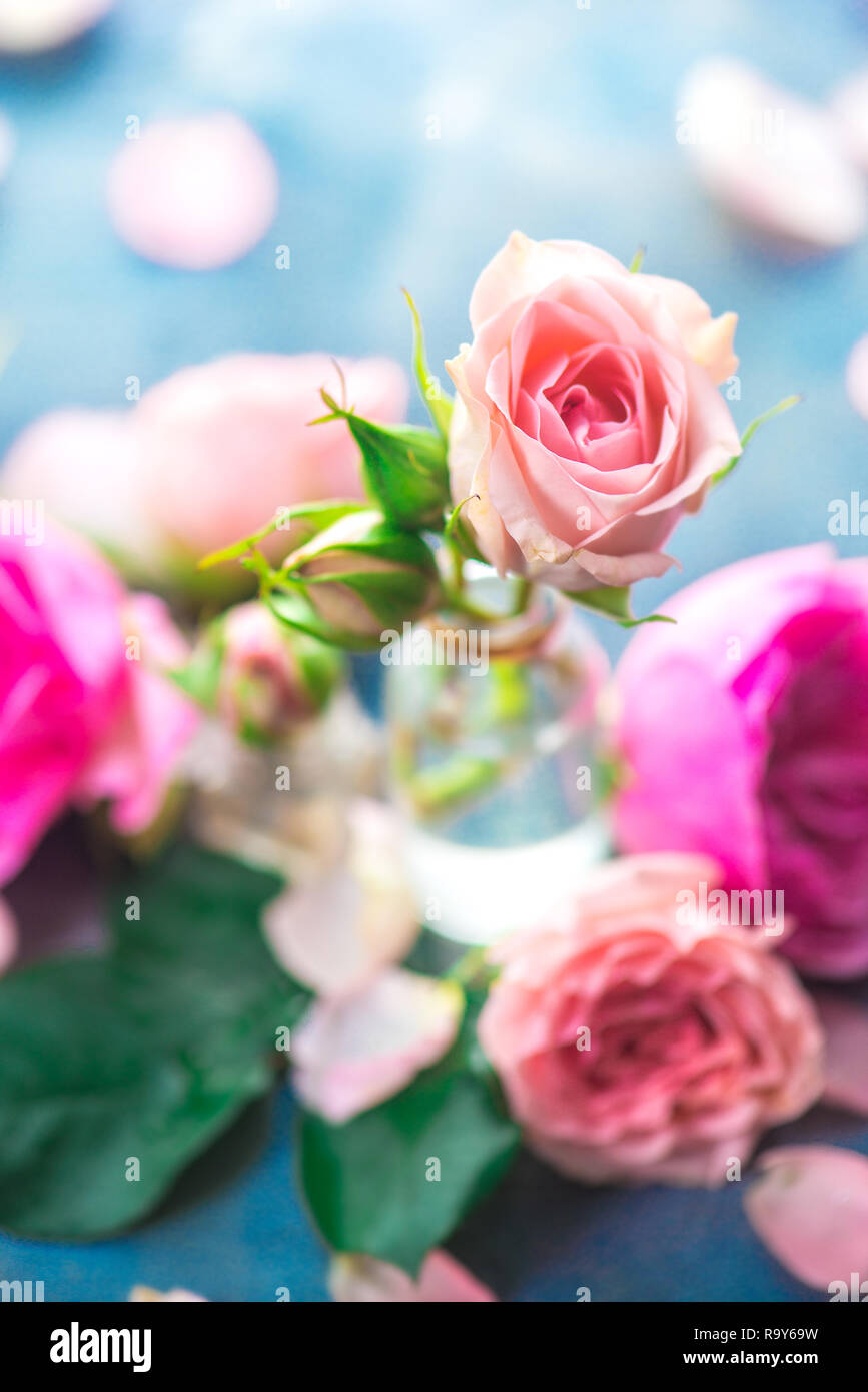 Rosa Rosen in kleinen Glasflaschen auf einen neutralen grauen Hintergrund mit kopieren. Eine feminine Konzept mit Blüten und Blumen in Pastelltönen Stockfoto